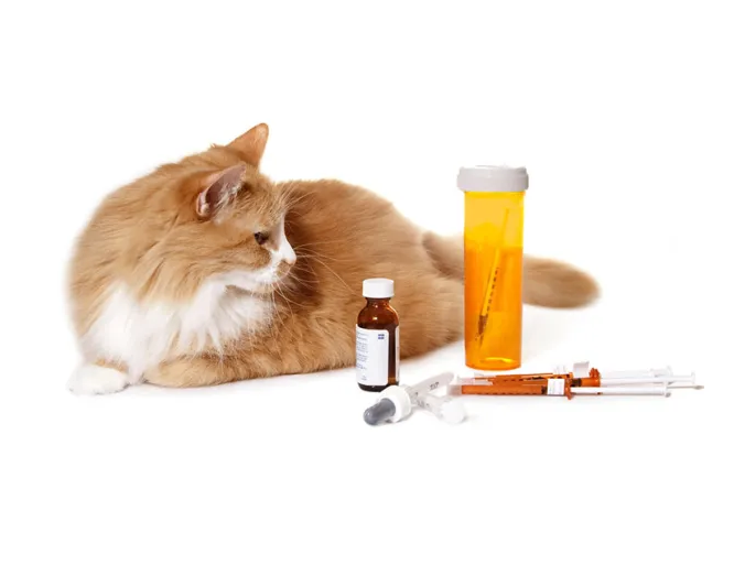 Cat Medicines